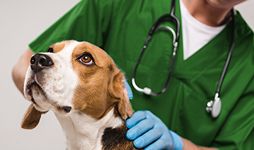 Dog getting treatment from a vet.