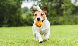Dog running with a ball.