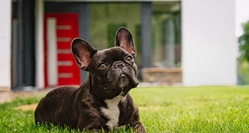 A black French Bulldog laying in the grass in front of a house