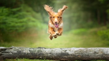 Cocker Spaniel in mid air jumping over a log