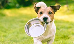 Jack Russell carrying a feeding bowl.
