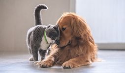 Friendly cat and dog.