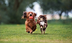 2 small dogs playing together in a field.