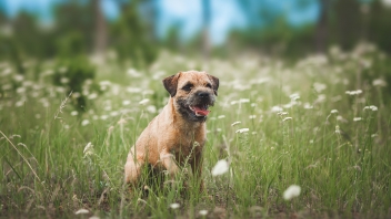 Border terrier in meadow