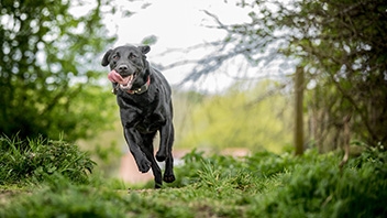 Black Labrador Retriever running in an open field.