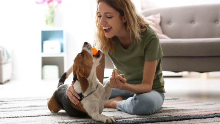 A beagle laying down with an orange ball in his mouth playing with his owner.
