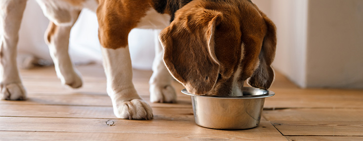 Beagle eating.
