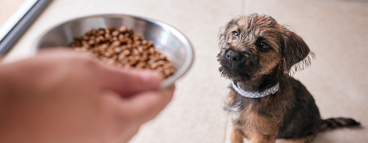 Border Terrier Food