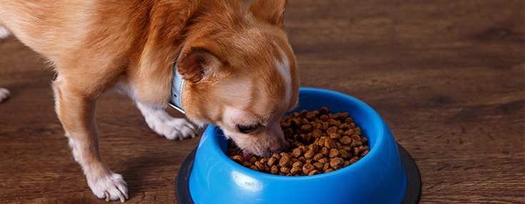 chihuahua food