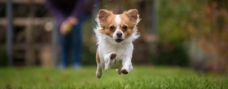 chihuahua run