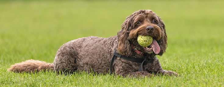 cockapoo ball