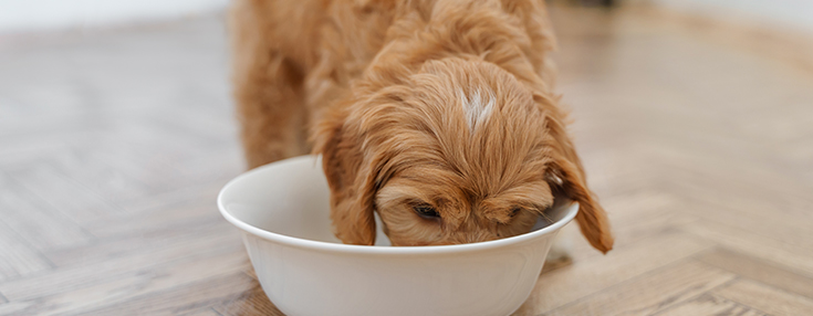 cockapoo food