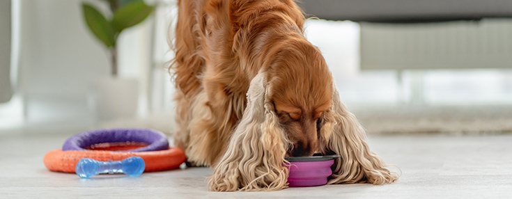 cocker spaniel food