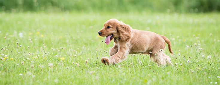 cocker spaniel play