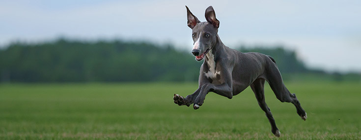 Grehound Run