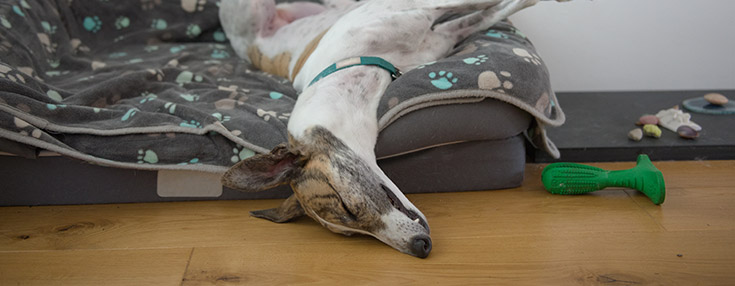 Grehound sleeping