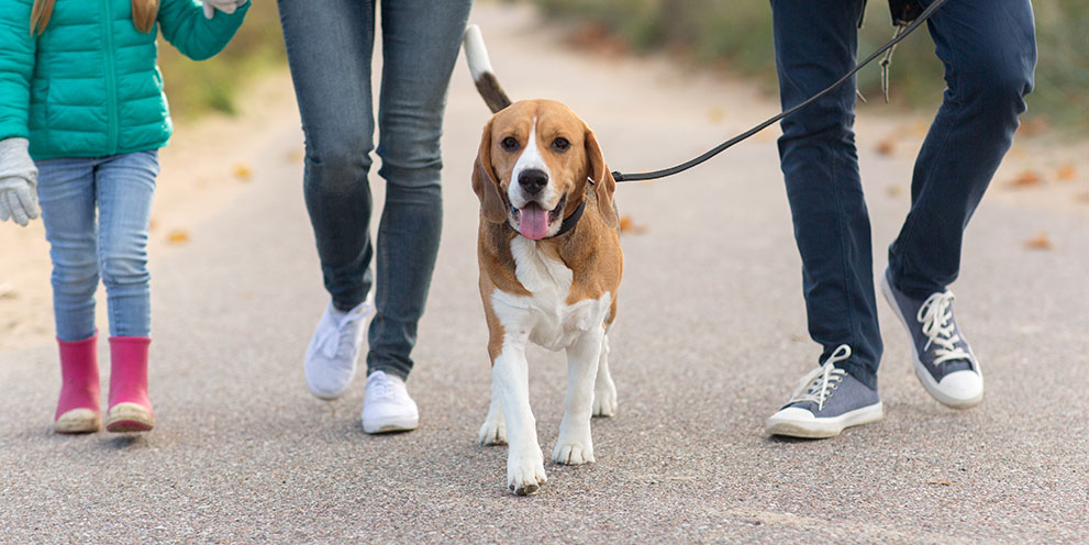 Beagle on the walk