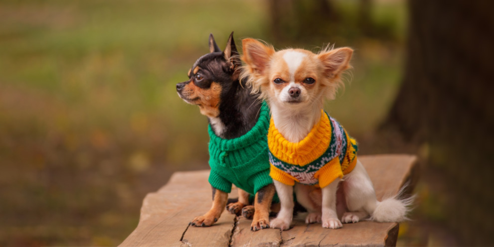 chihuahua hero
