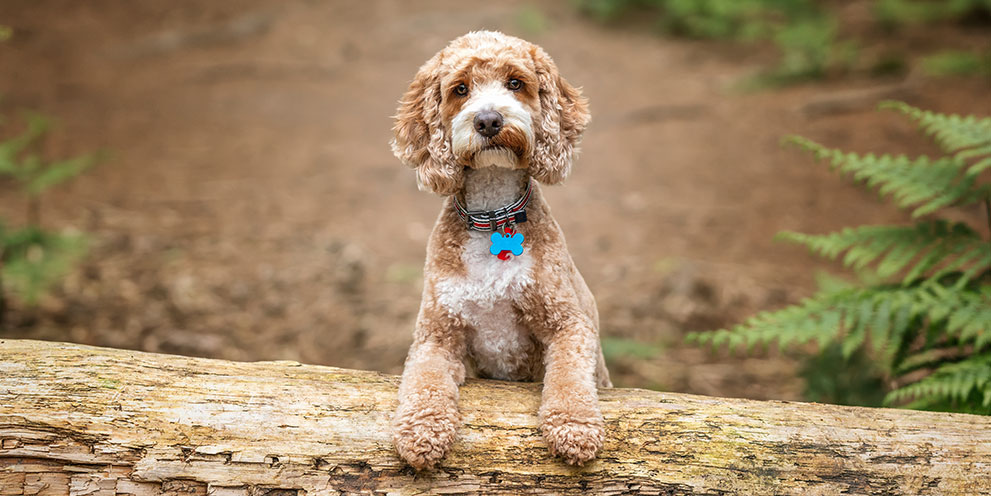cockapoo hero