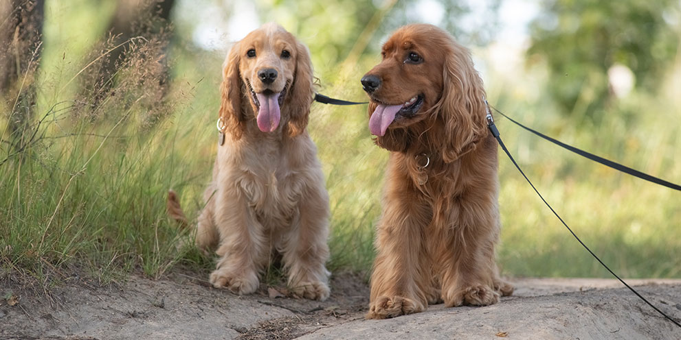 cocker spaniel hero