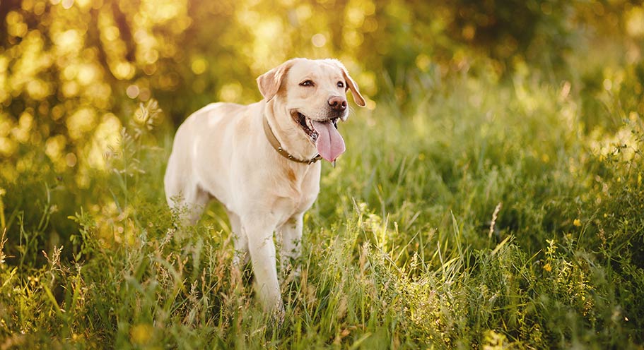 labrador