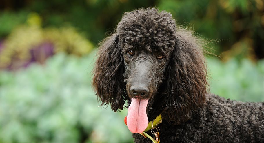 poodle