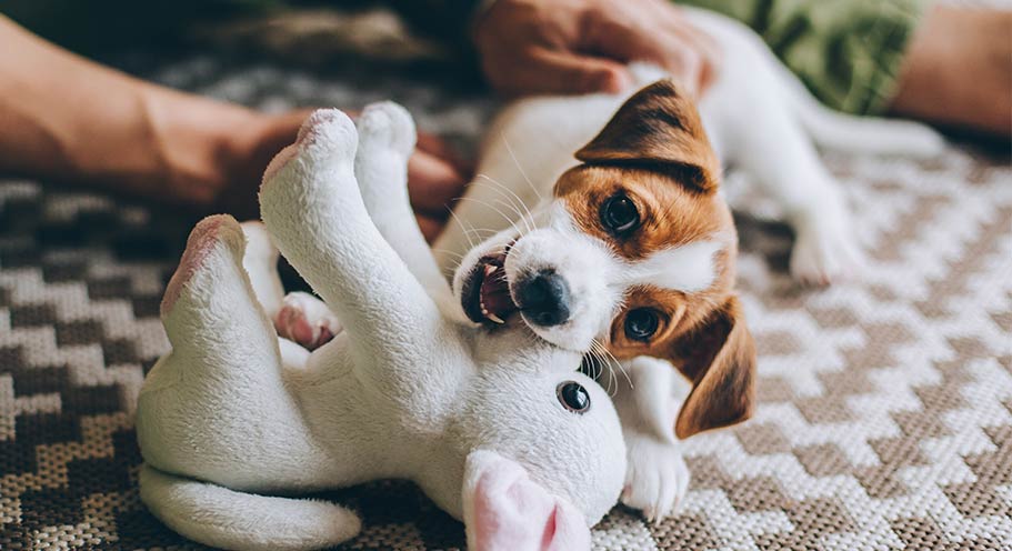 Puppy with Toy