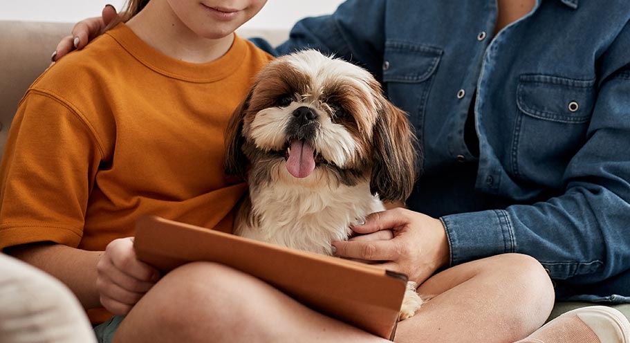 Shih Tzu