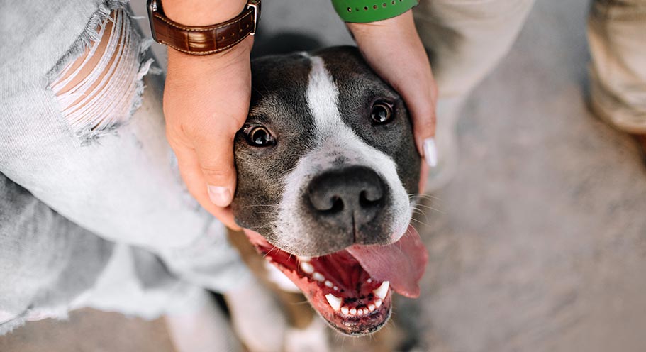 Staffordshire Bull Terrier (Staffie)