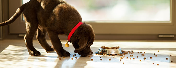 Labrador Food