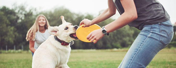 Labrador Play