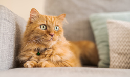 Cat sitting on a sofa