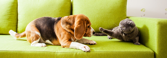 Dogs and a cat on a sofa