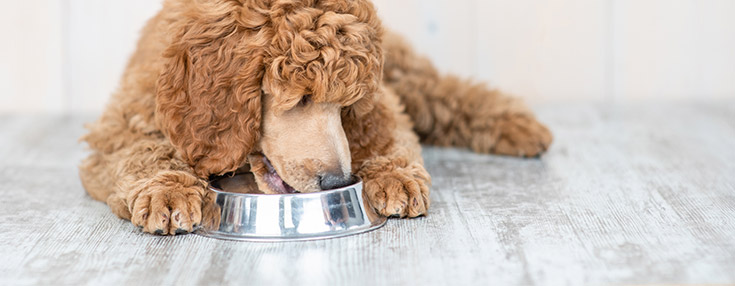 Poodle Food