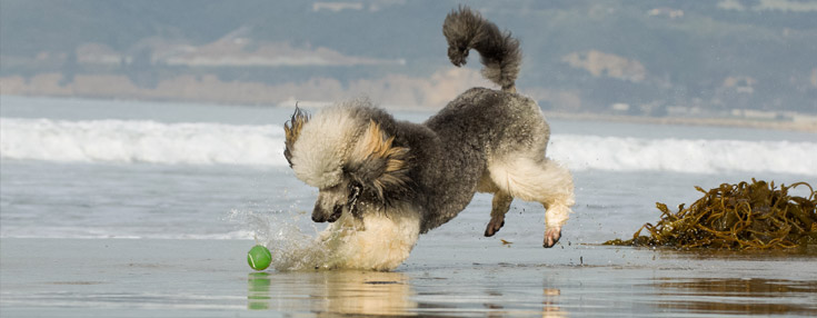 Poodle Play