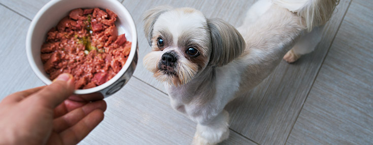 Shih Tzu Food