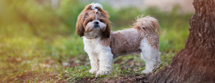 Shih Tzu Outside