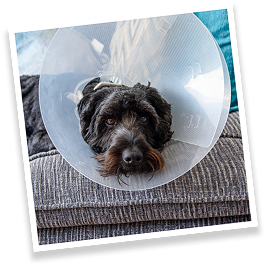 cockapoo cone