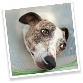Greyhound with Cone
