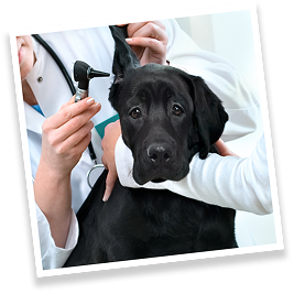 Labrador vet