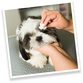 Shih Tzu vet