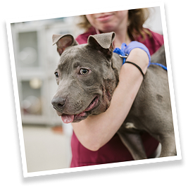 Staffie Vet