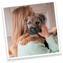 Border Terriers Health