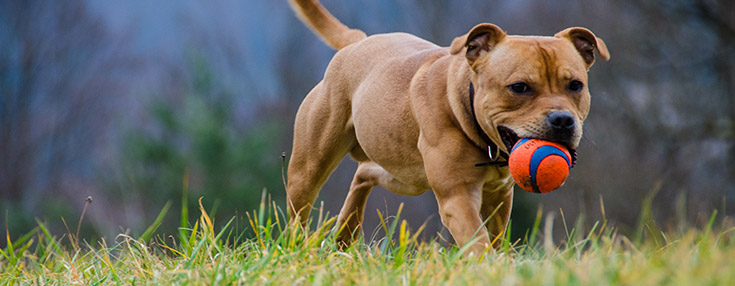 Staffie Outside