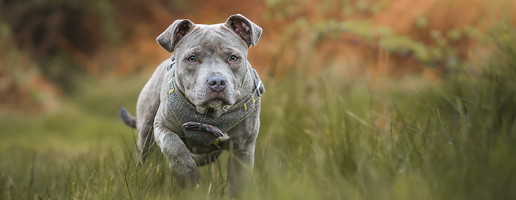 Staffie Walking