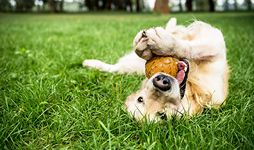 Dog playing with ball on the grass.