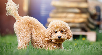 Playful Poodle puppy looking at the camera