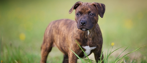 Staffordshire Bull Terrier standing in a field.