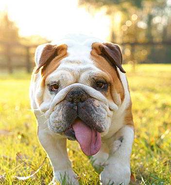 Close up of a tan and white English Bulldog with its tongue out