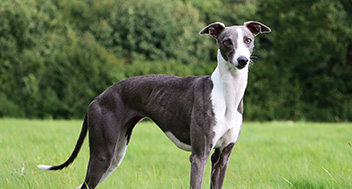 A black and white Greyhound standing still in a field